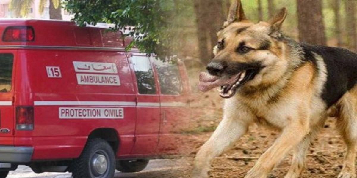 Province d'Oued Eddahab: Une touriste française tuée par des chiens errants